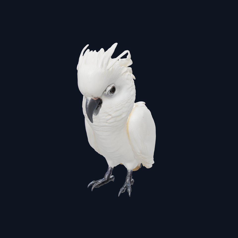 Cockatoo Bird Realistic Feather Details model pack